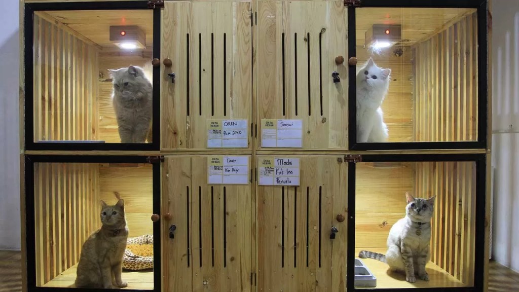 Tempat Penitipan Kucing Menjadi Ramai Menjelang&nbsp;Lebaran